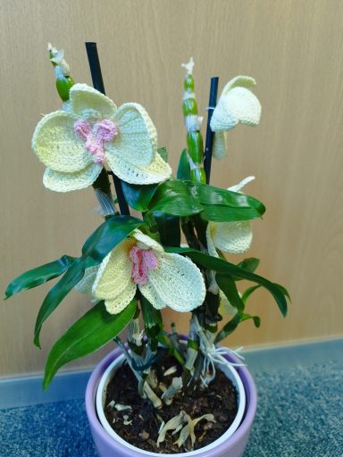 des fleurs d'orchidées